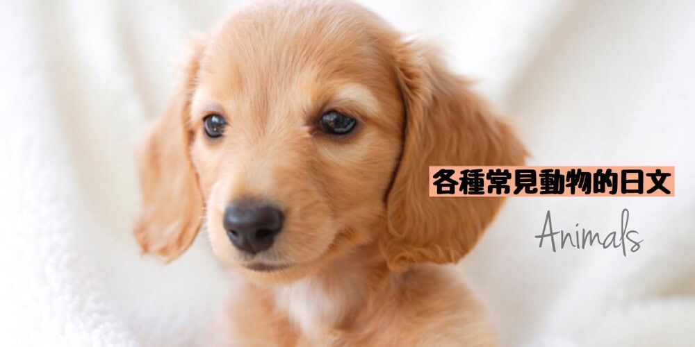 各種常見動物(どうぶつ)的日文〜 Japanese Vocabulary related to Animals