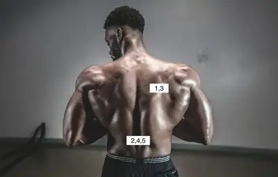 上半身:後ろ胴体編