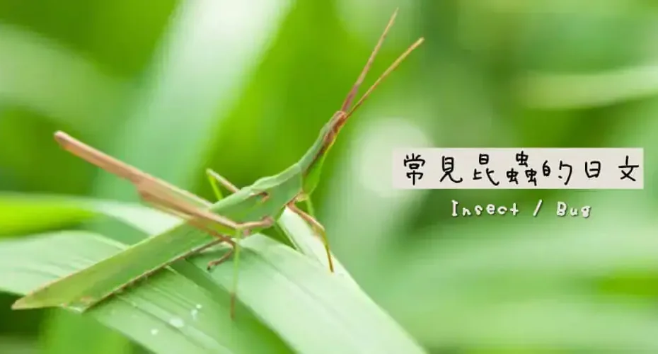常見昆蟲(昆虫)的日文〜 Japanese Vocabulary related to Insects