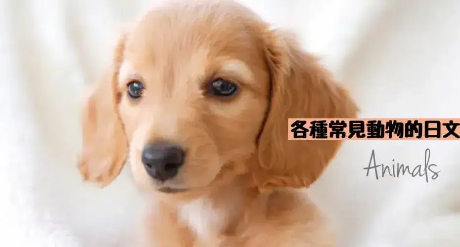 各種常見動物(どうぶつ)的日文〜 Japanese Vocabulary related to Animals