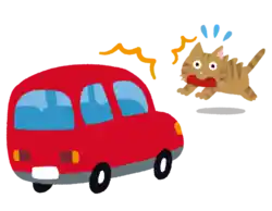 猫の飛び出し事故